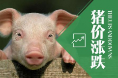 2023年生猪价格跌幅波动较大的原因是什么？